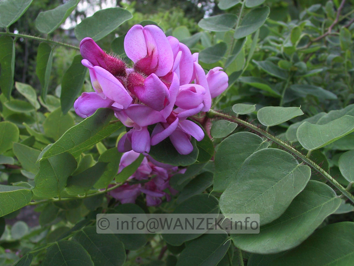 Robinia hispida Macrophylla 01 Bluetenmacro.jpg